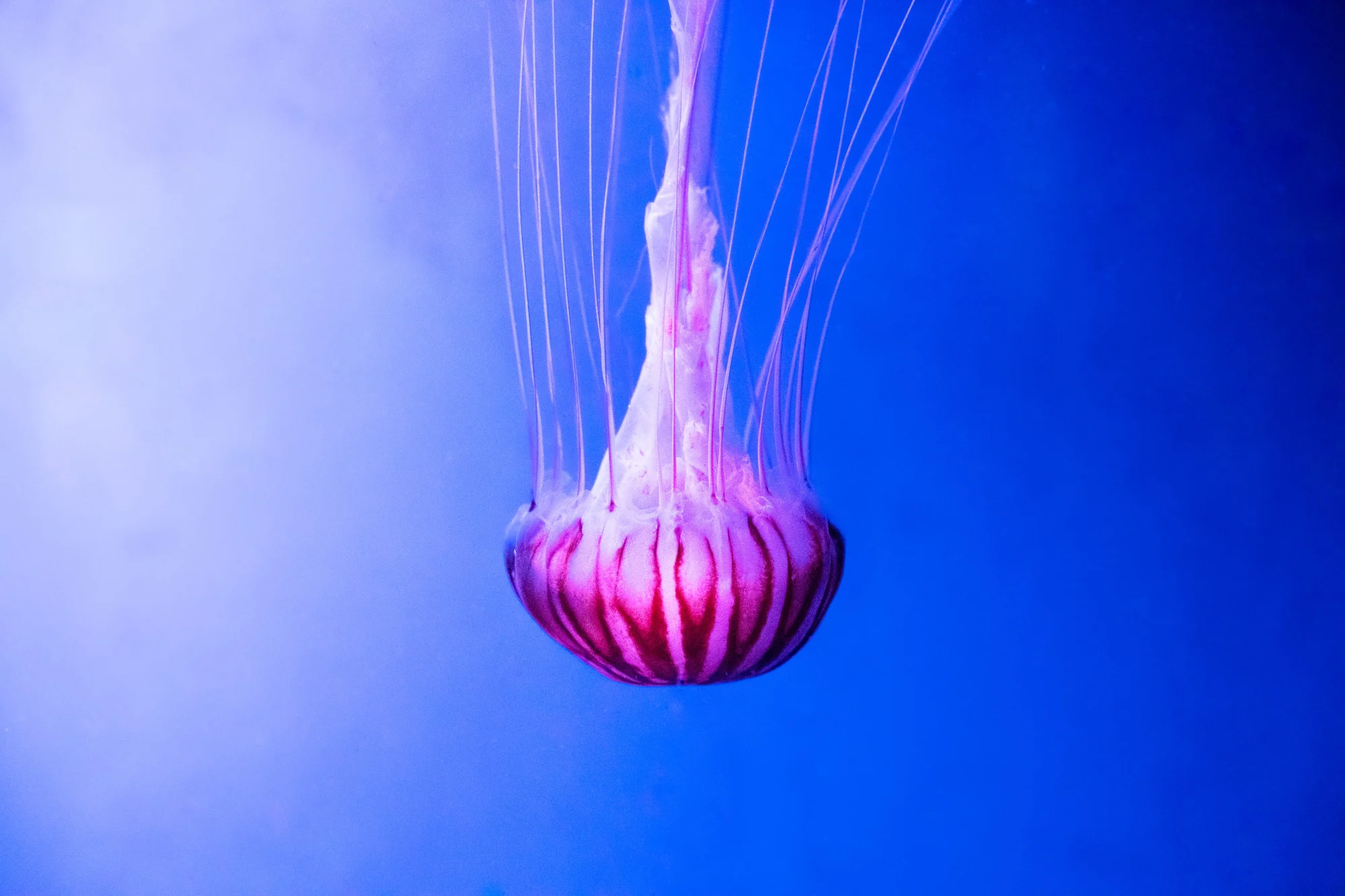 Medusa rosa e viola sospesa nel blu elettrico