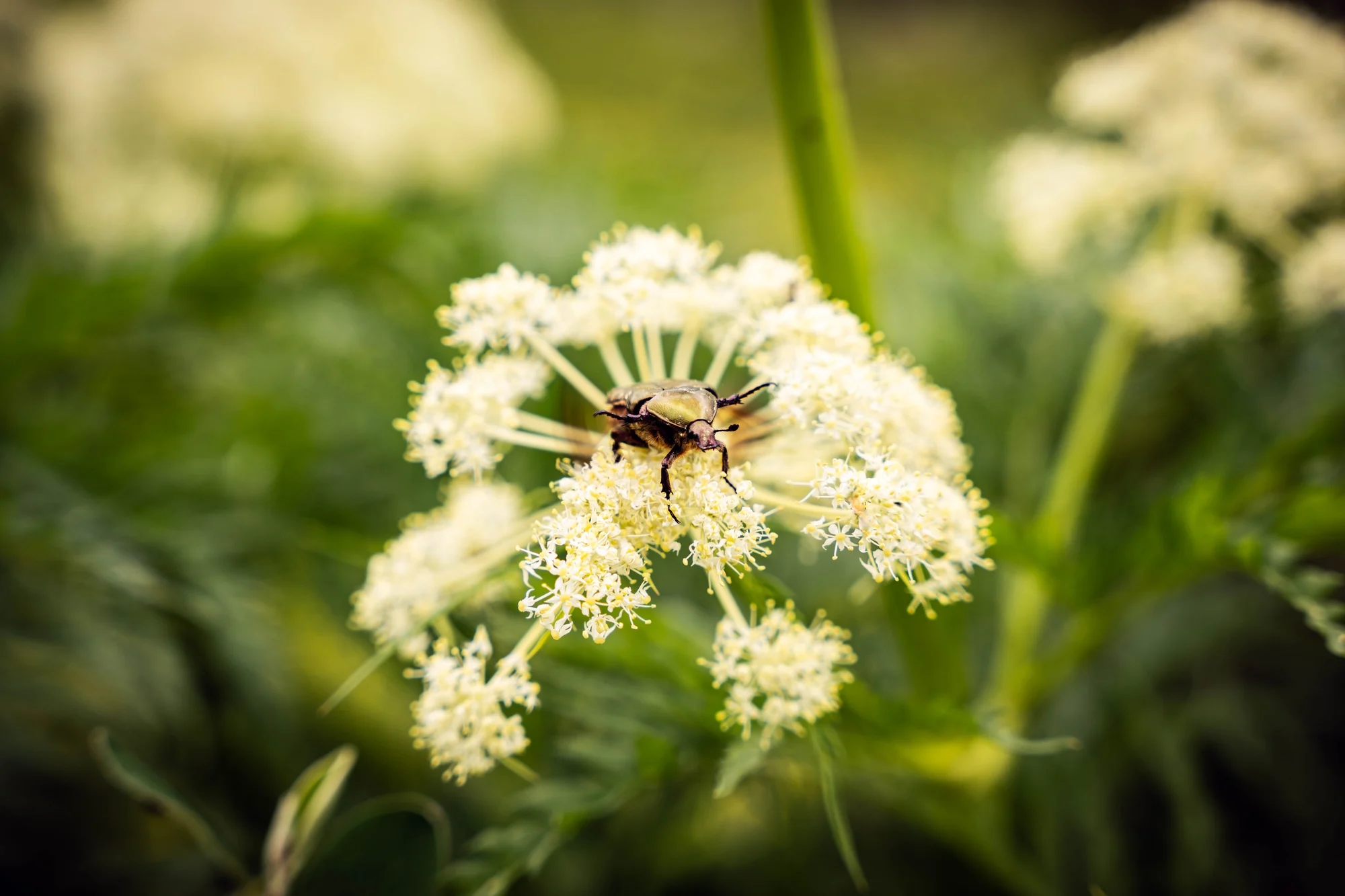 Ape posata su un fiore bianco a ombrella