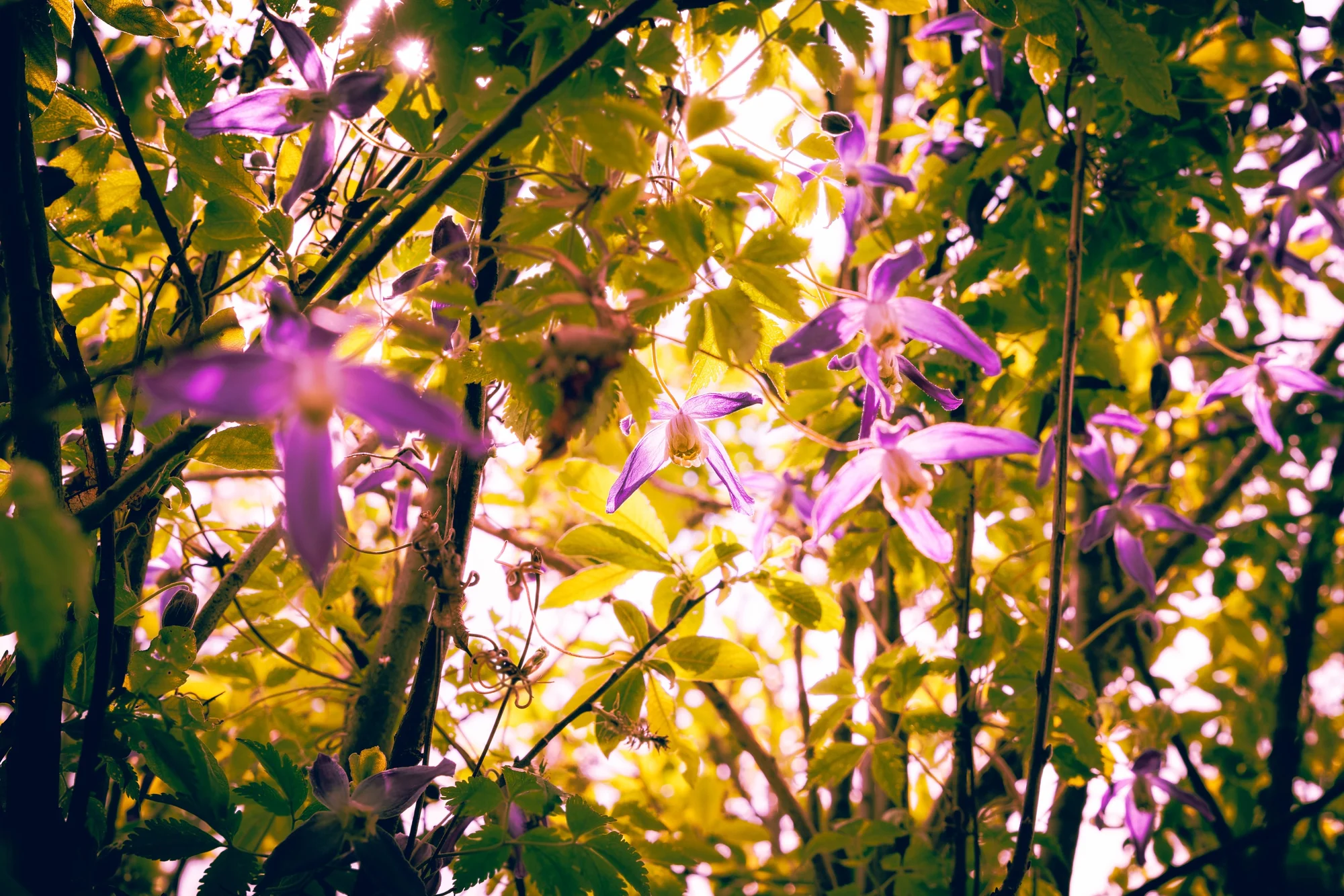 Fiori viola selvatici nel controluce dorato tra i rami